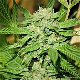 Norstar Genetics Banana D Regular
