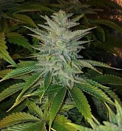 Apothecary Genetics Banana OG Regular