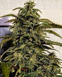 Holy Smoke Seeds Banana Sativa Feminized