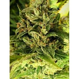 Holy Smoke Seeds Banana Crack Feminized