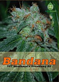 Alphakronik Genes Seeds Bandana Regular