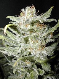 CannaBioGen Bangi Haze Regular