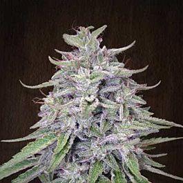 Ace Seeds Bangi Haze Regular