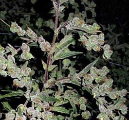 Barneys Farm Dr Grinspoon Feminised