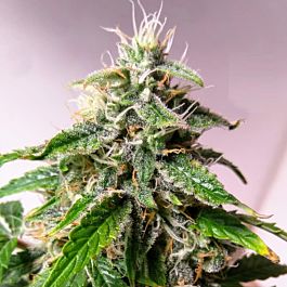 Barneys Farm Blue Mammoth Auto Feminised