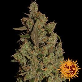 Barneys Farm CBD Critical Cure Feminised