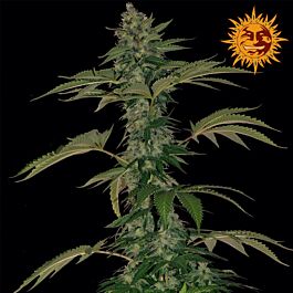 Barneys Farm Grape Muerto Auto Feminised