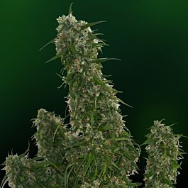 Barneys Farm Malana Bomb Auto Feminised