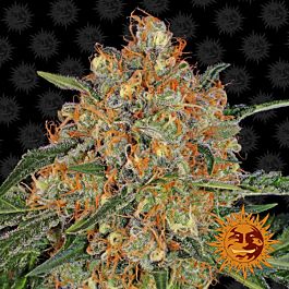Barneys Farm Orange Cream Feminized