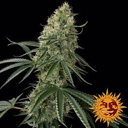 Barneys Farm Sin Tra Bajo Auto Feminised