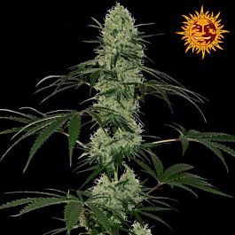 Barneys Farm Tangelo Rapido Auto Feminised