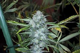 Gage Green Seeds Cerberus Bastards Regular