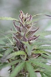 Gage Green Seeds Colombian Gold Bastards Regular