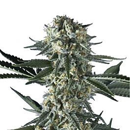Hero Seeds Batgum Feminized