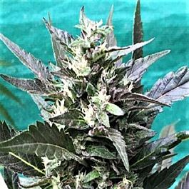 Grand Daddy Purp Genetics Bay Lotus Regular