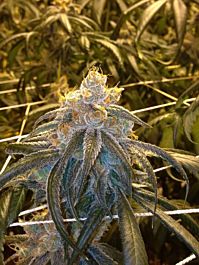 Joint Doctor - Lowryder Seeds Blue Ryder Autoflowering Regular
