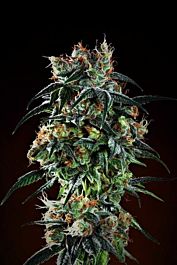 Grand Daddy Purp Genetics Bay 11 Regular