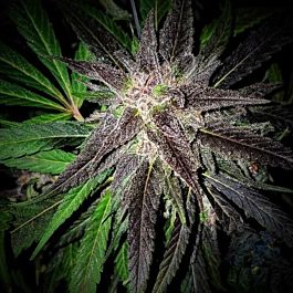 Grand Daddy Purp Genetics Bay Berry Regular