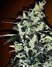 Grand Daddy Purp Genetics Bay Thunderbolt Regular