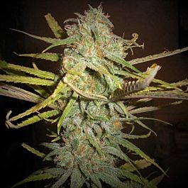 Grand Daddy Purp Genetics Bay Dream Regular