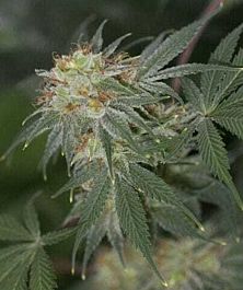 Archive Seeds Bazooka JoeG Regular