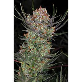 TGA SubCool Genetics Brian Berry Cough Regular