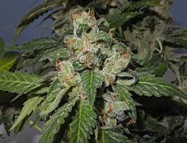 Gage Green Seeds Blanco Berry Kush Regular