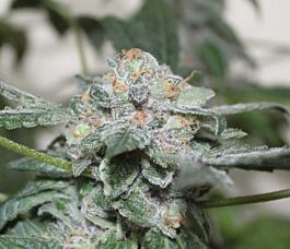 Gage Green Seeds Blackberry Pie Regular