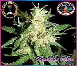 Big Buddha Buddha Haze Feminised