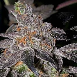 BC Bud Depot Animal Cookies Regular