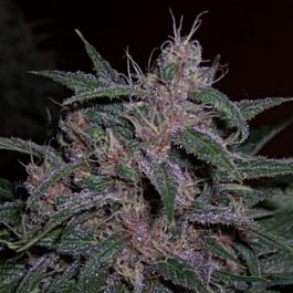 BC Bud Depot BC Blueberry Regular