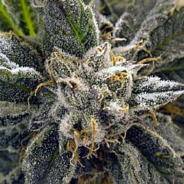 BC Bud Depot BC God Bud Feminized