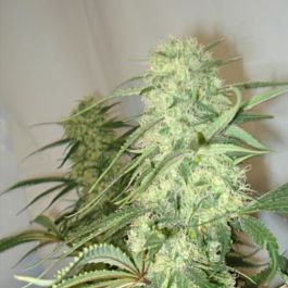 BC Bud Depot BC Mango Regular