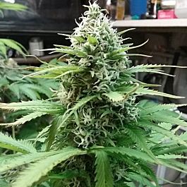 BC Bud Depot BC Pinewarp Regular