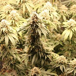 BC Bud Depot BC Shiatsu Kush Regular