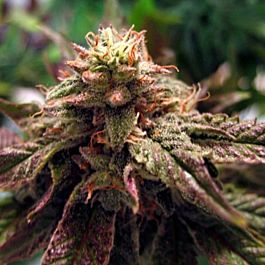 BC Bud Depot BC Sweet God Regular