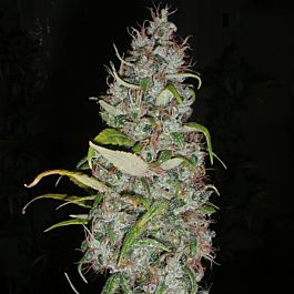 BC Bud Depot BC Sweet Island Skunk Regular