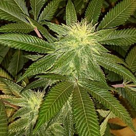 BC Bud Depot BC Sweet Tooth Regular