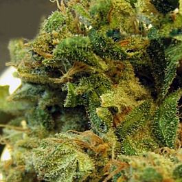 BC Bud Depot Burmese Regular