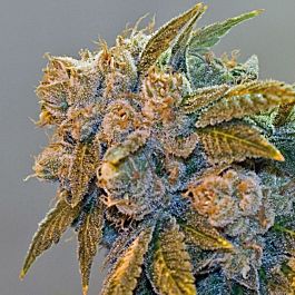 BC Bud Depot Chem Fire Regular Seeds 