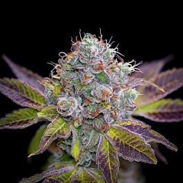 BC Bud Depot Girl Scout Cookies Feminized