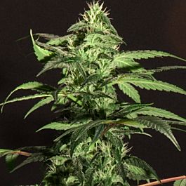 BC Bud Depot Jack Herer Feminized