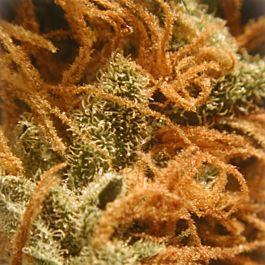 BC Bud Depot Monterey Jack Feminized