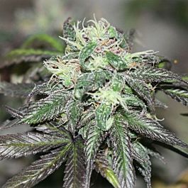 BC Bud Depot Purple Buddha Regular