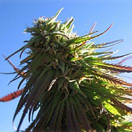BC Bud Depot Texada Timewarp Regular