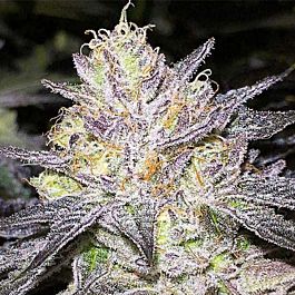 BC Bud Depot The Big Regular