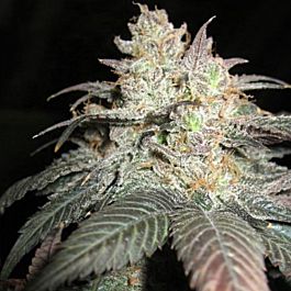 BC Bud Depot The Black Feminized