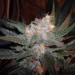 BC Bud Depot The Purps Regular