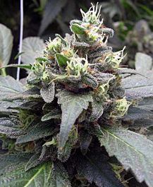 Reeferman Seeds BC Mango Regular