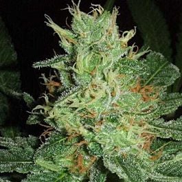 Jordan Of The Islands BC Big Bud Regular